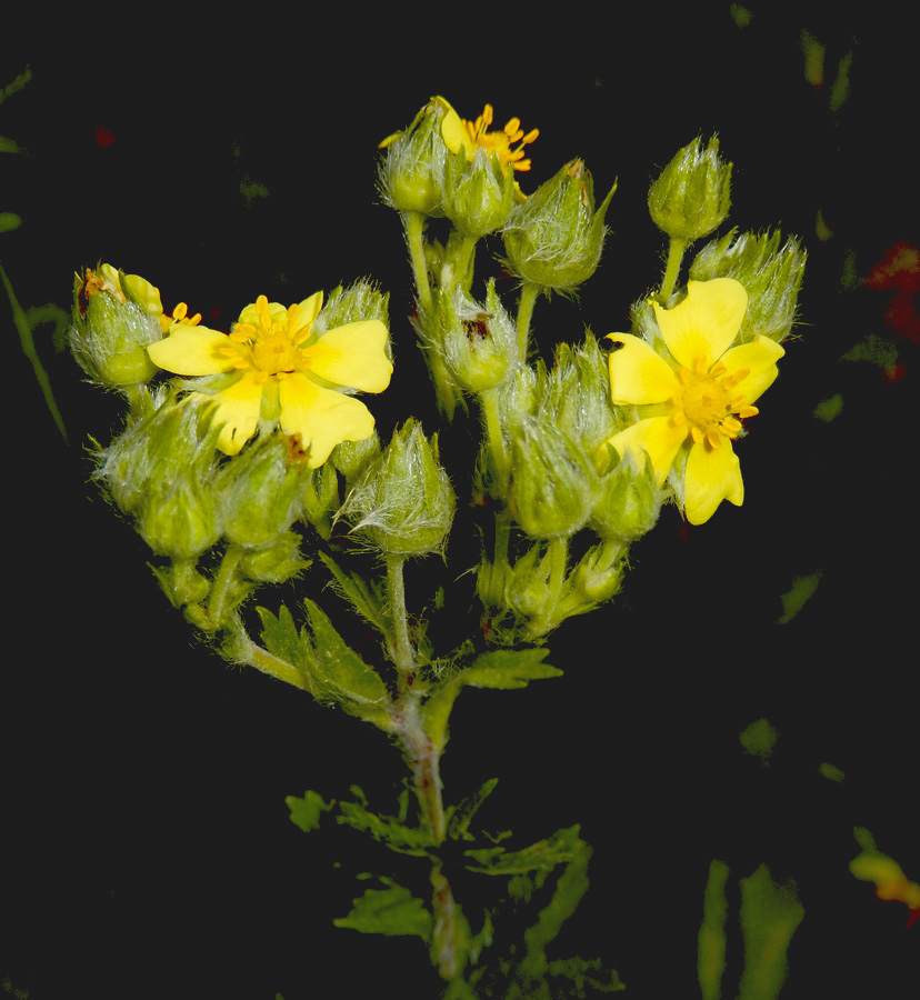 Изображение особи Potentilla recta.