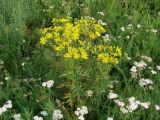 Senecio erucifolius