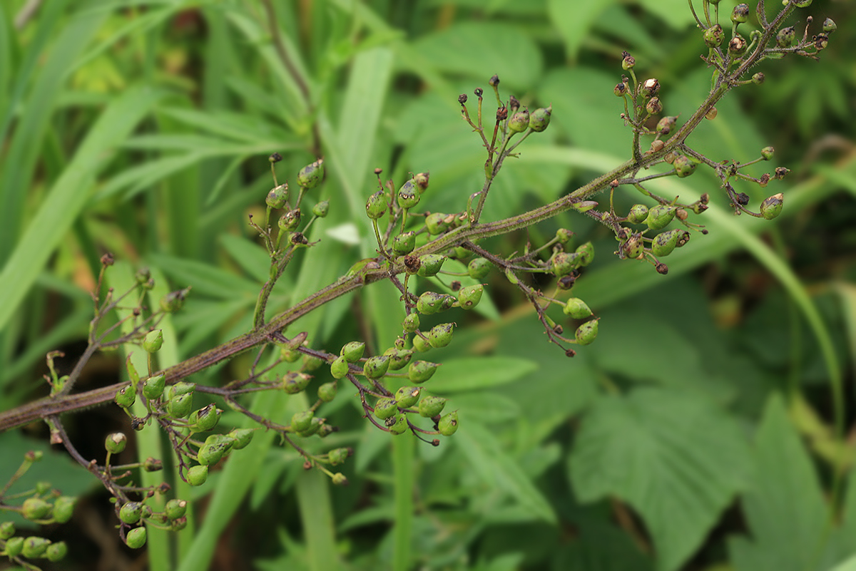 Изображение особи Scrophularia grayana.