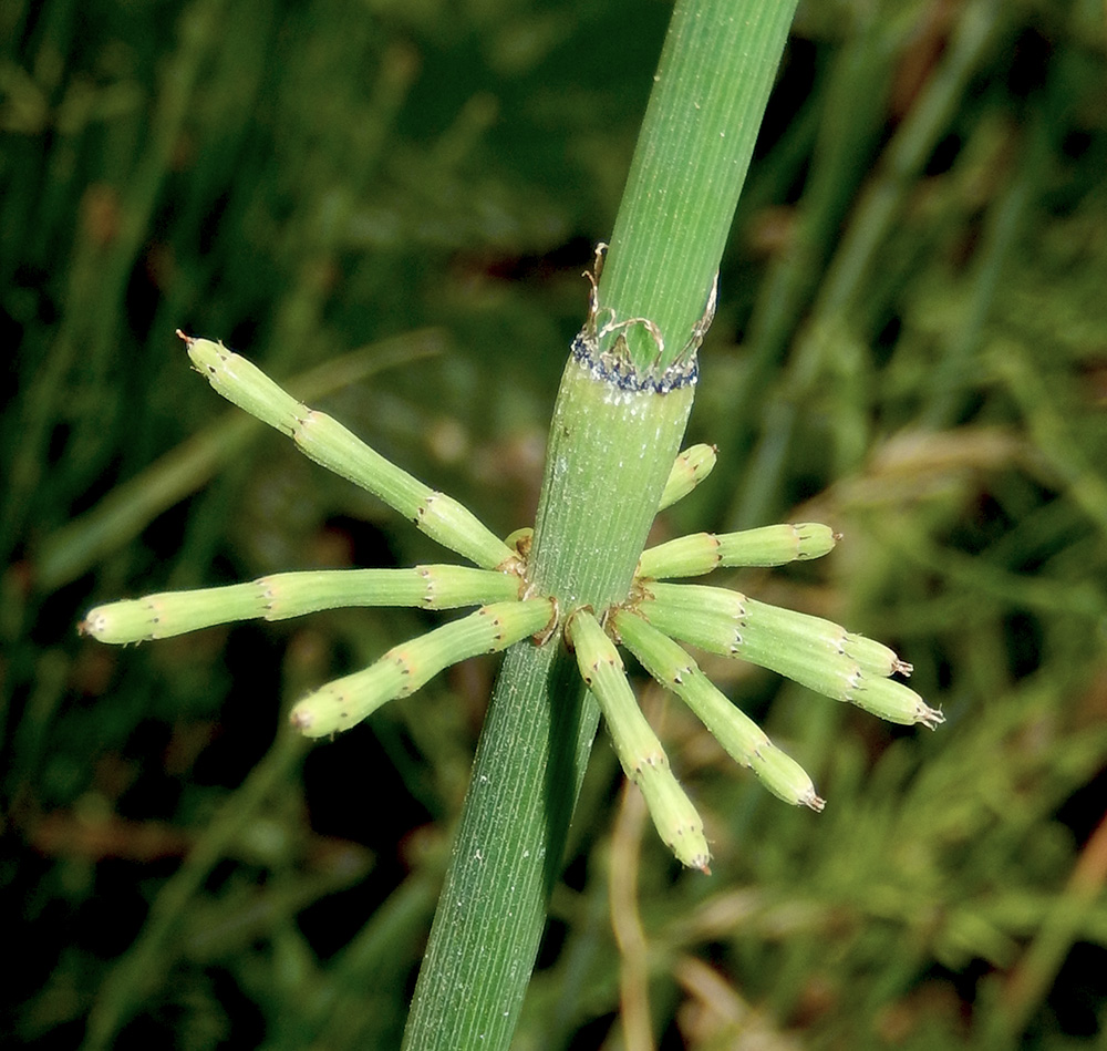 Изображение особи Equisetum ramosissimum.