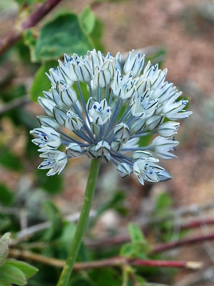 Изображение особи Allium caesium.