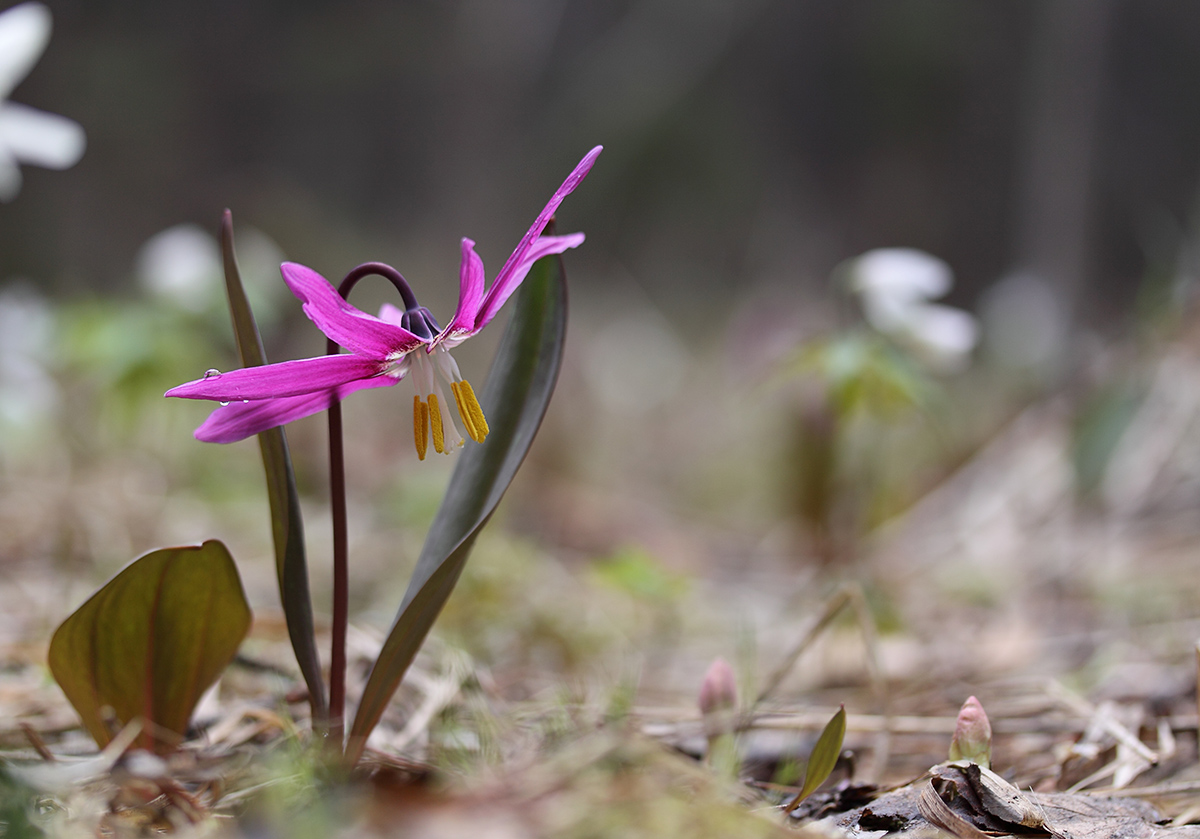 Image of Erythronium sibiricum specimen.