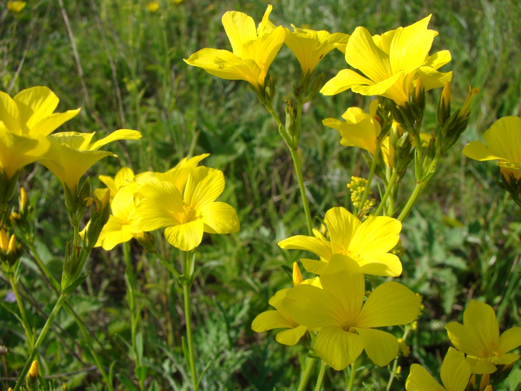 Изображение особи Linum flavum.