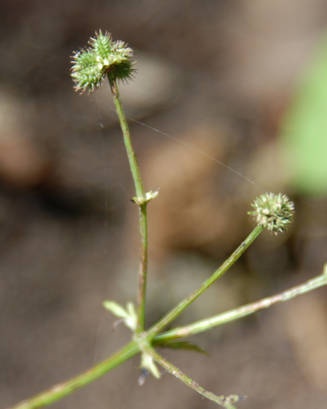 Image of Sanicula europaea specimen.