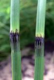 Equisetum fluviatile