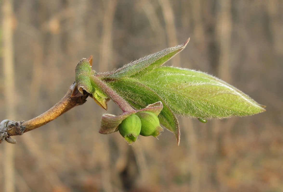 Image of Lonicera praeflorens specimen.