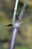 Image of taxon representative. Author is Евгений Пахомов