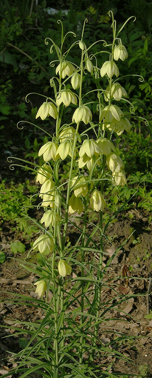 Image of Fritillaria thunbergii specimen.