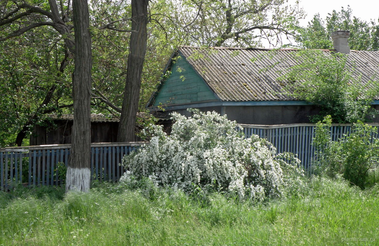 Image of Spiraea &times; vanhouttei specimen.