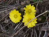 View full-size image Adonis vernalis