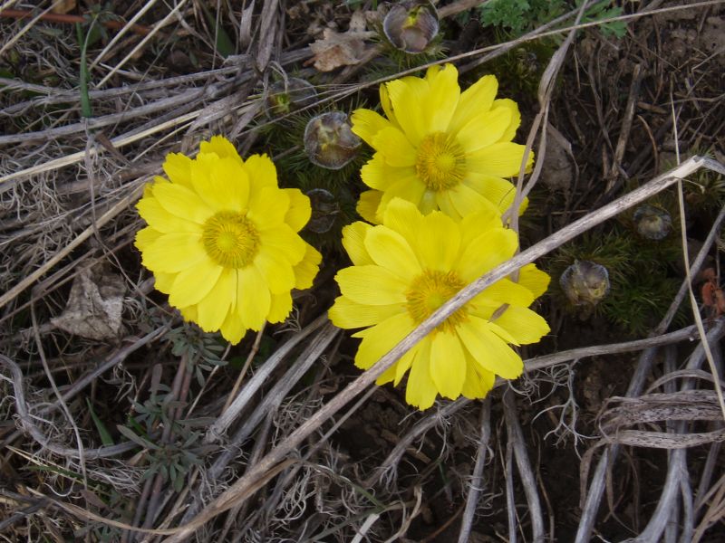 Изображение особи Adonis vernalis.