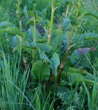 Rumex patientia