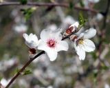 familia Rosaceae. Верхушка ветки с цветками. Армения, окр. монастыря Гегард. 27.04.2017.