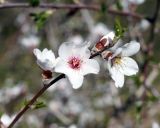 семейство Rosaceae. Верхушка ветки с цветками. Армения, окр. монастыря Гегард. 27.04.2017.