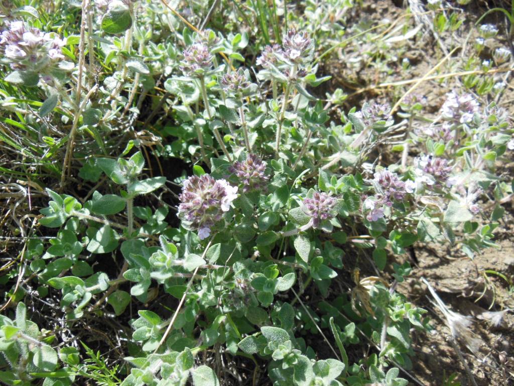 Image of Thymus kotschyanus specimen.