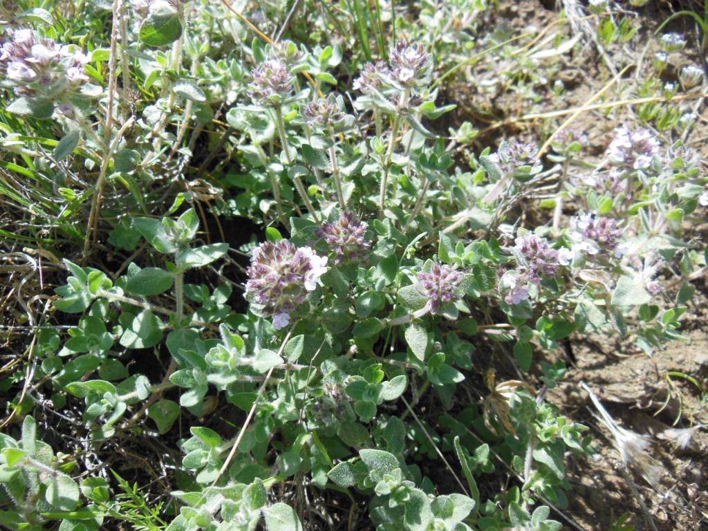 Изображение особи Thymus kotschyanus.