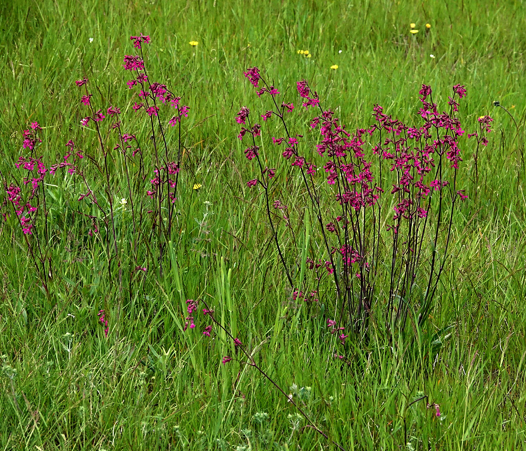 Изображение особи Viscaria vulgaris.