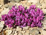 Oxytropis czukotica. Цветущее растение. Магаданская обл., окр. г. Магадан, пос. Снежная Долина, водораздел в бассейне р. Дукча, каменистый участок горной тундры. 11.06.2017.