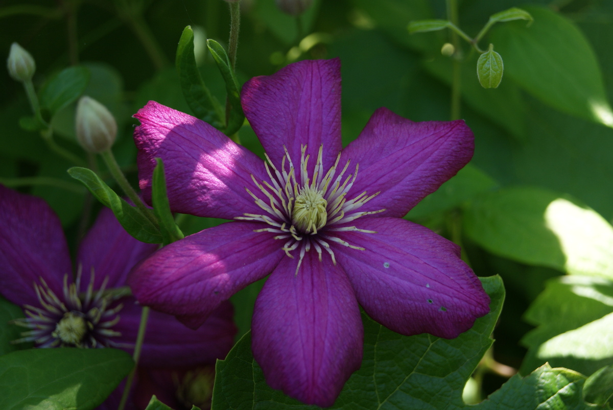 Изображение особи род Clematis.