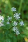 Thalictrum contortum