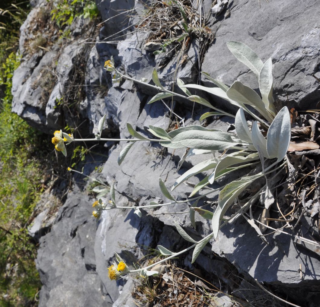 Image of Inula oxylepis specimen.