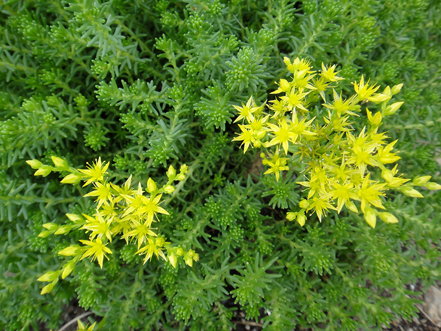 Image of Sedum sexangulare specimen.