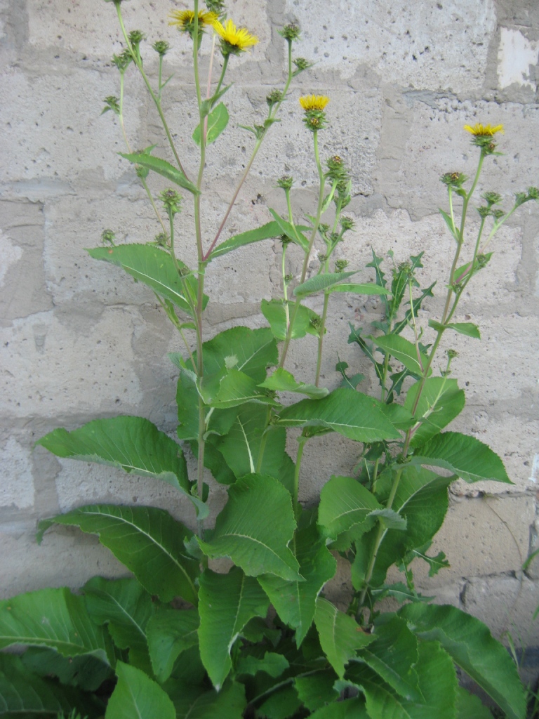 Изображение особи Inula helenium.