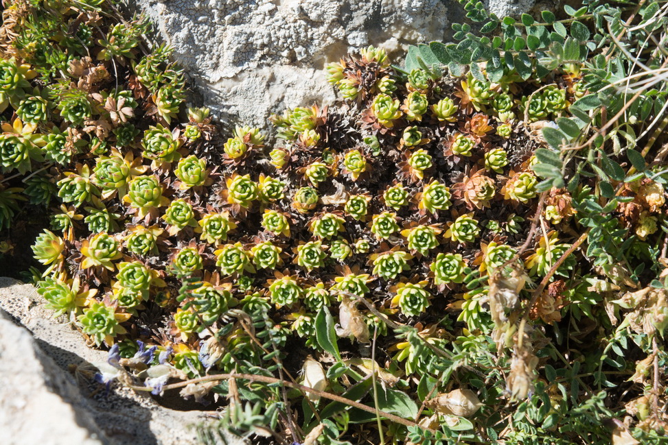 Изображение особи род Saxifraga.