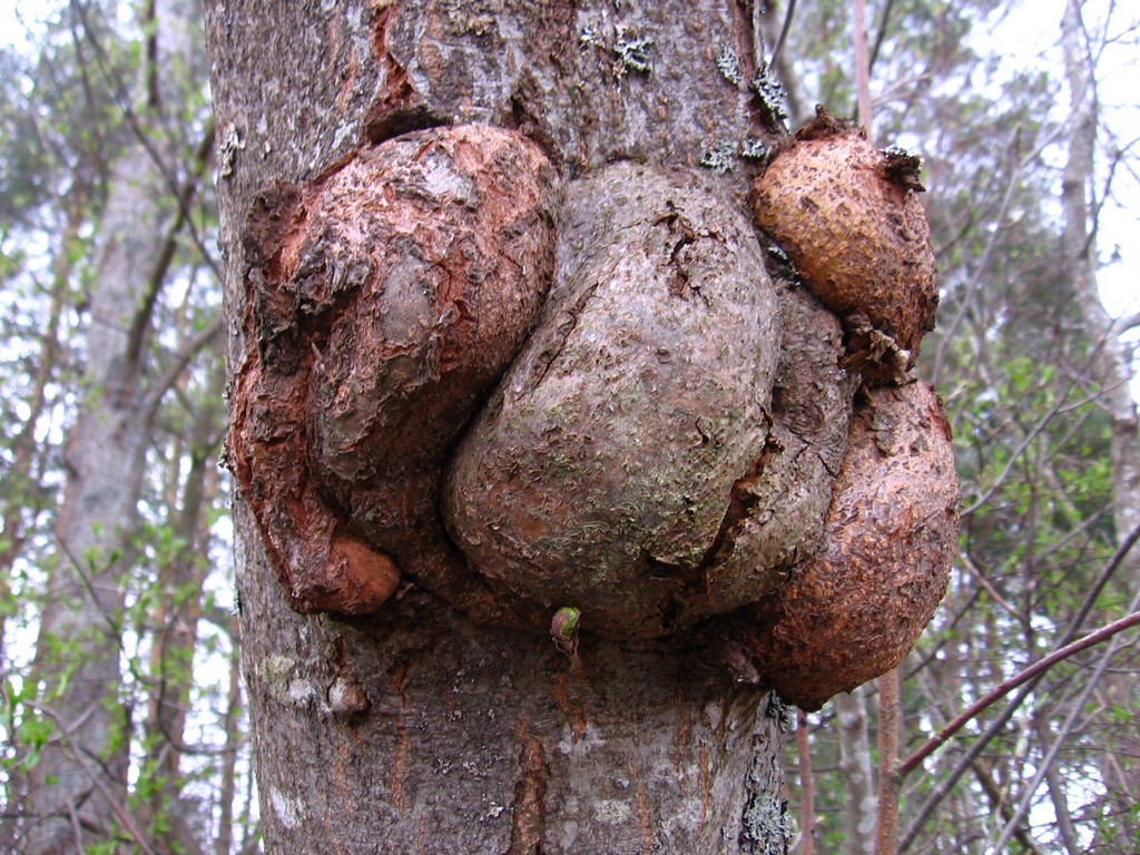 Image of Alnus incana specimen.