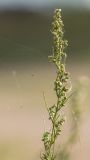 Artemisia campestris