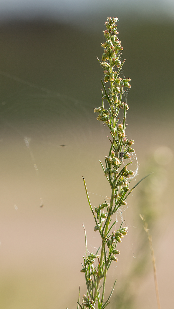 Изображение особи Artemisia campestris.