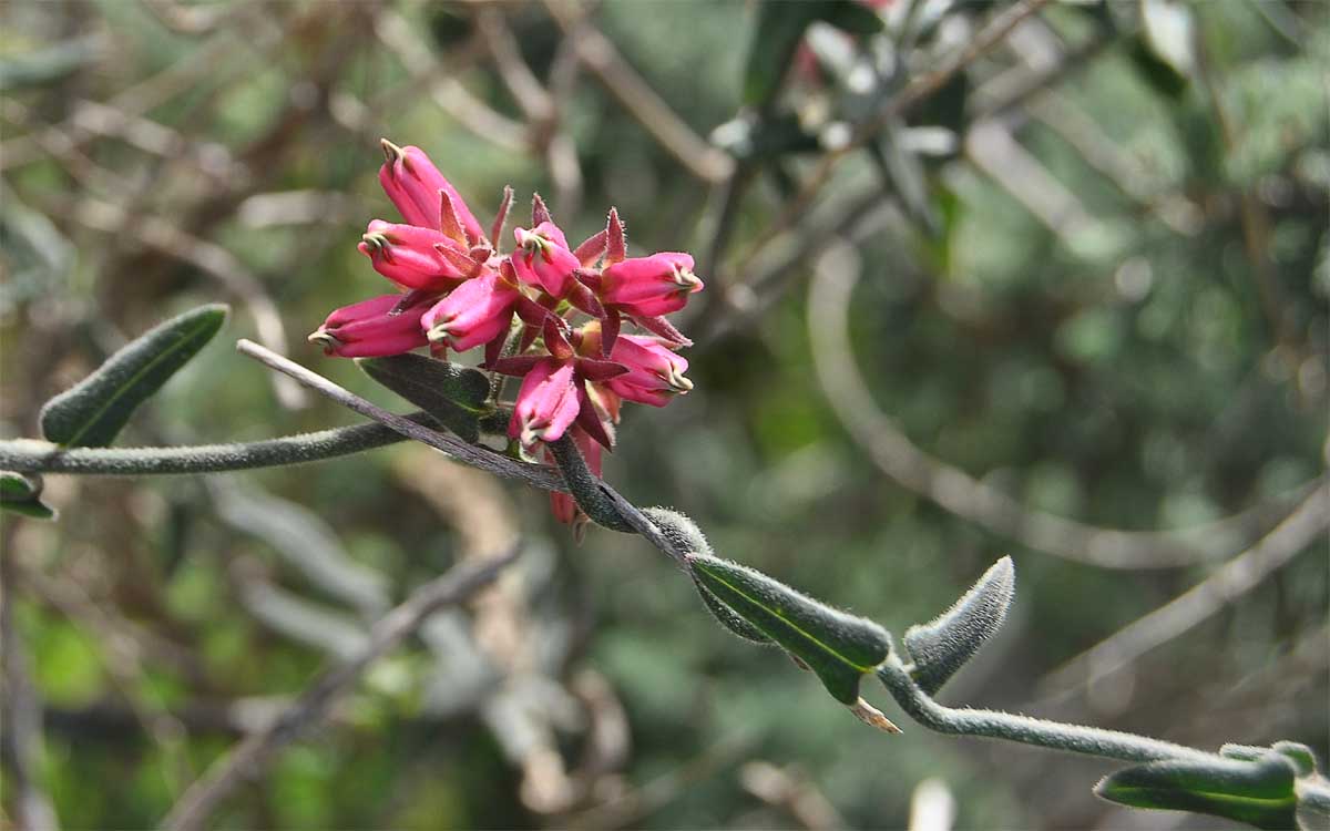 Изображение особи Microloma sagittatum.