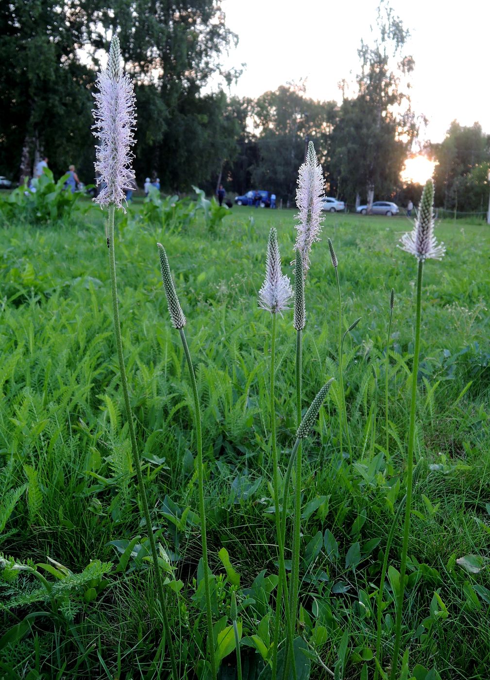 Image of Plantago media specimen.