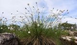 Eriophorum vaginatum. Плодоносящие растения. Томская обл., Парабельский р-н, Васюганское болото. 06.06.2017.