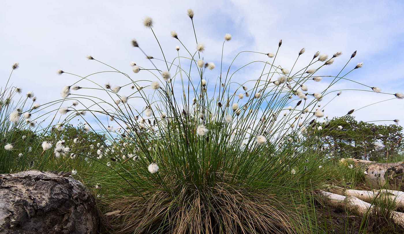 Изображение особи Eriophorum vaginatum.