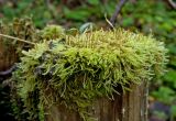 genus Brachythecium. Растения со спорогонами. Средний Урал, Пермский край, Добрянский р-н, 5 км от ст. Ярино, смешанный лес, на старом пне. 14 октября 2017 г.