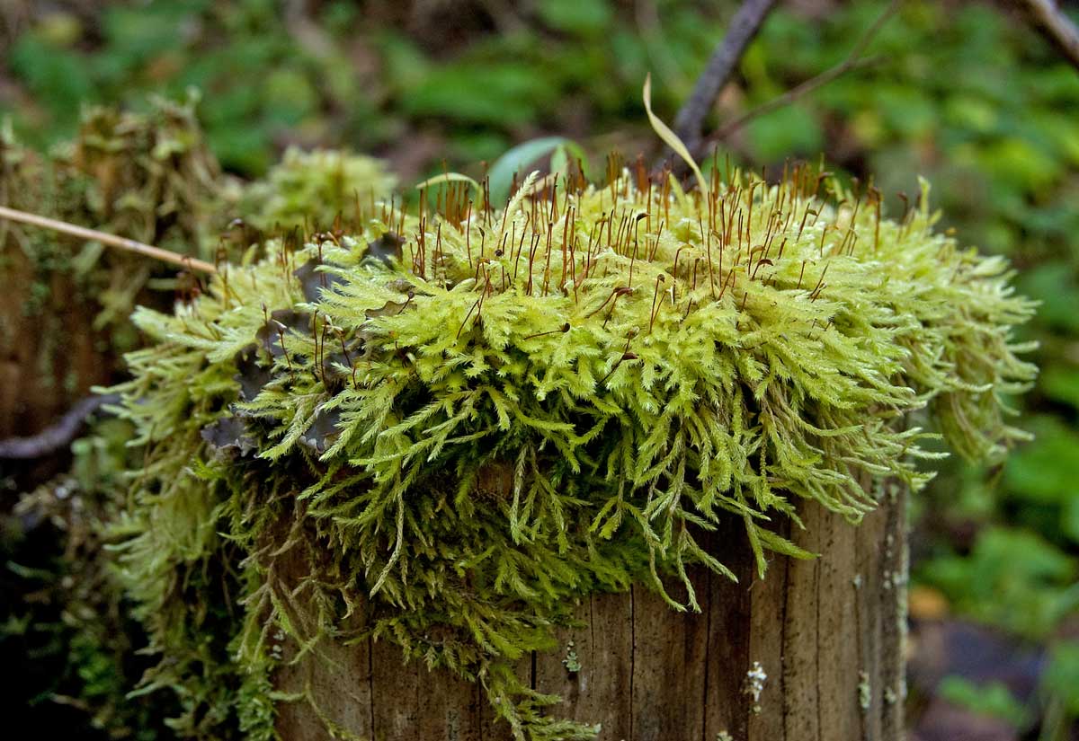 Изображение особи род Brachythecium.