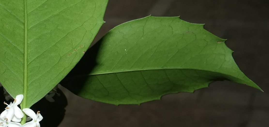 Image of Osmanthus &times; fortunei specimen.