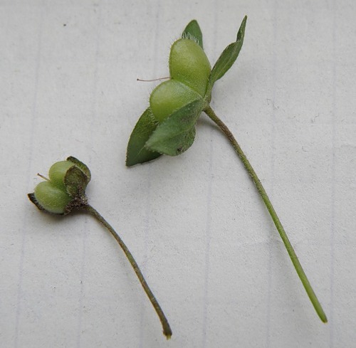 Image of genus Veronica specimen.