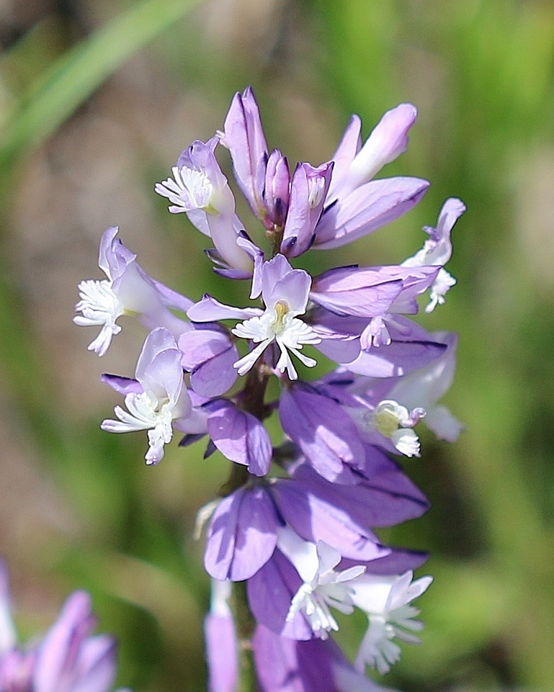 Image of Polygala major specimen.