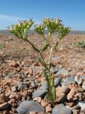 Valerianella szovitsiana. Плодоносящее и цветущее растение. Казахстан, вост. предгорья хр. Каратау, сев. побережье оз. Кызылколь, береговые галечниковые наносы. 9 мая 2017 г.