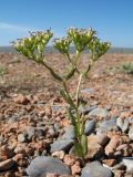 Valerianella szovitsiana