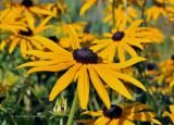 Rudbeckia разновидность sullivantii