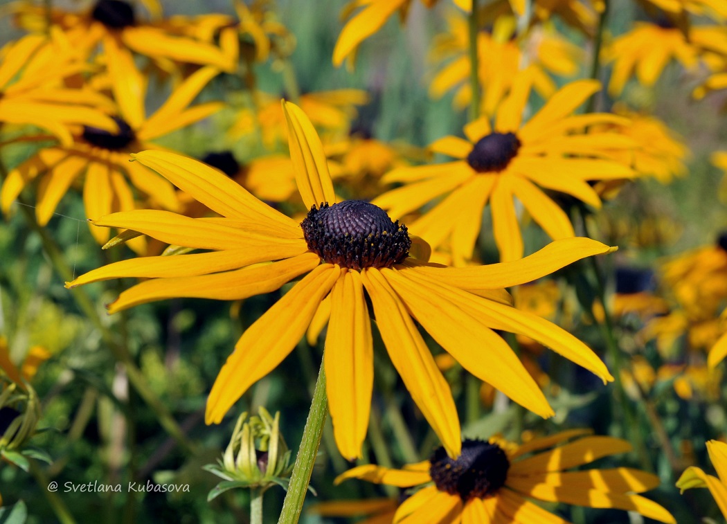 Image of Rudbeckia fulgida var. sullivantii specimen.