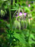 Geranium sylvaticum. Соцветие с бутонами. Беларусь, Гродненская обл., Новогрудский р-н, Кошелевский сельсовет, окр. дер. Чемеровка, Рутковский пригорок, опушка дубравы орешниково-разнотравной. 23.05.2017.