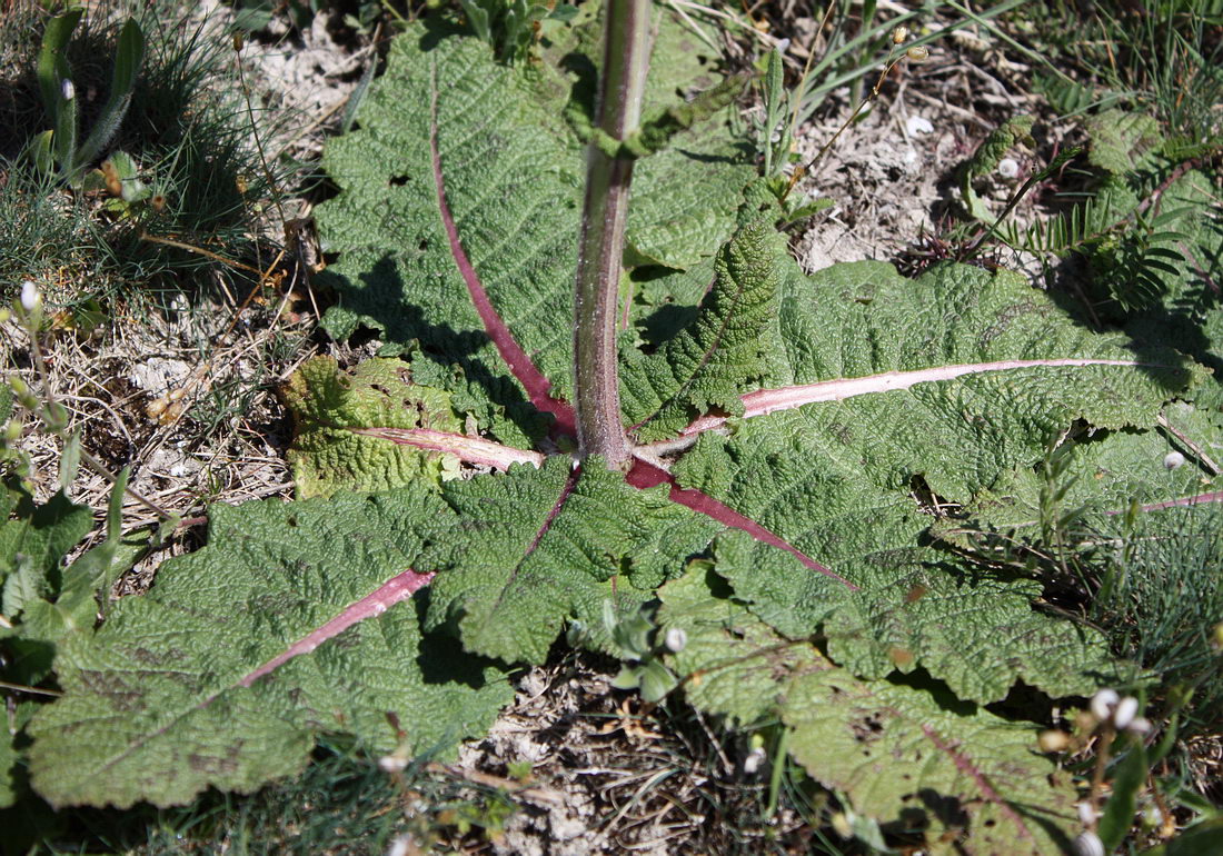 Изображение особи Salvia austriaca.