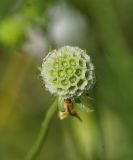Scabiosa ochroleuca. Незрелое соплодие. Восточный Казахстан, г. Усть-Каменогорск, правый берег р. Иртыш, луг. 04.07.2017.