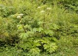 Heracleum lanatum