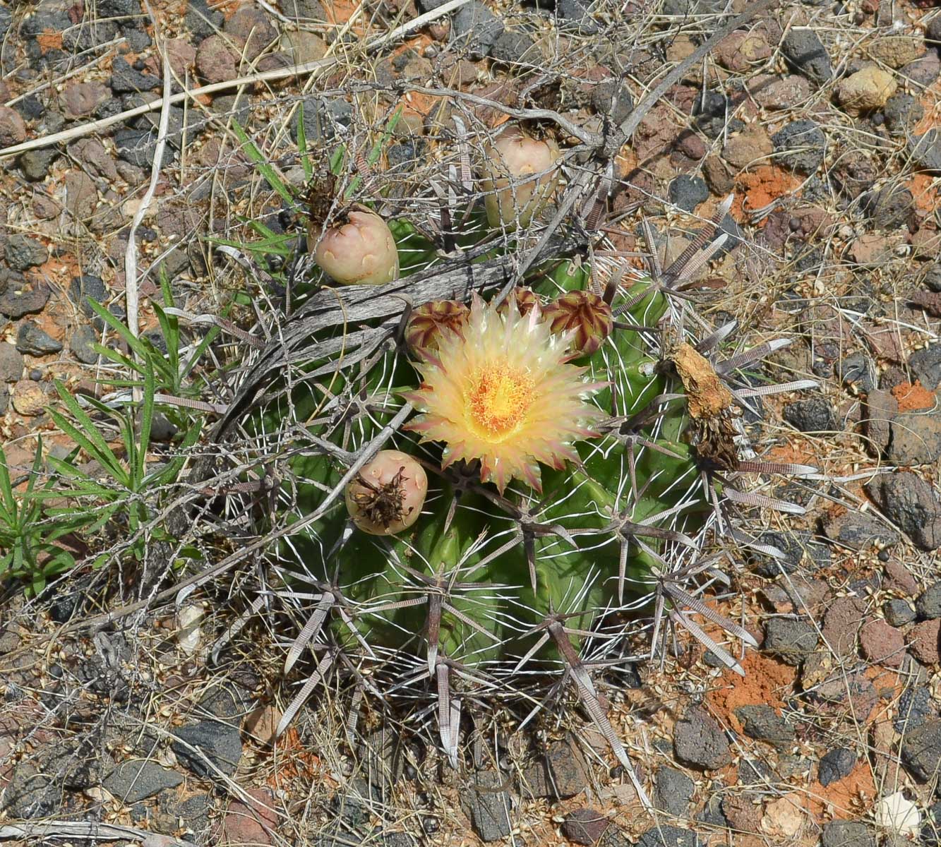 Изображение особи Ferocactus wislizeni.