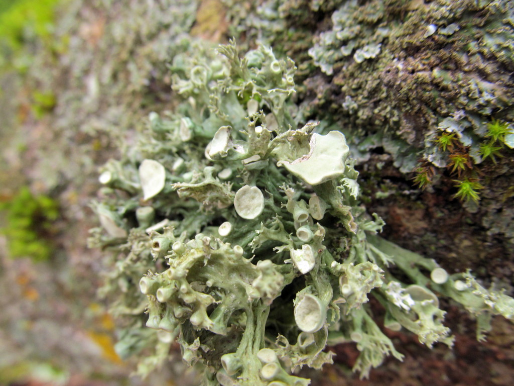 Image of genus Ramalina specimen.
